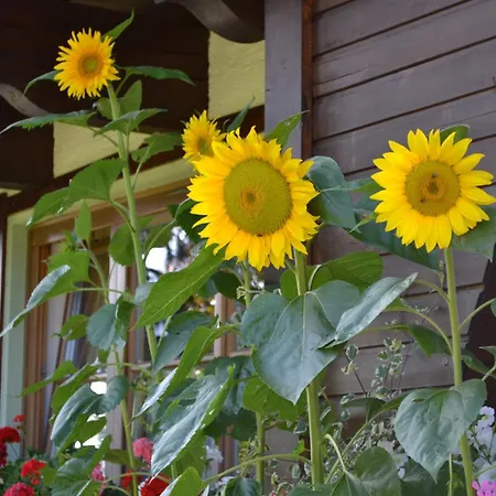 Haus Thurner Гостевой дом 3*